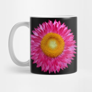 wonderful pink flower, blossom, nature, aster Mug